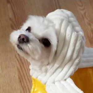 Meet your Posher, Dani